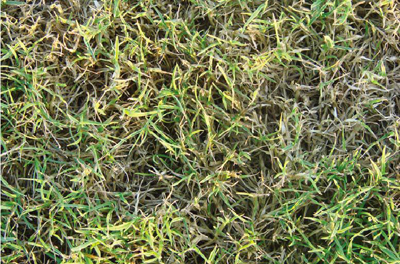 BB���ӡ�(�й�)��Ϸ�ٷ�����